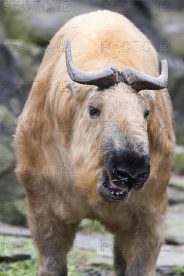Close up Sichuan Takin