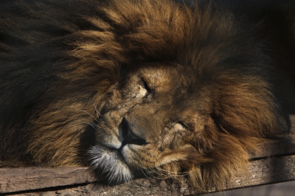 Tired lion