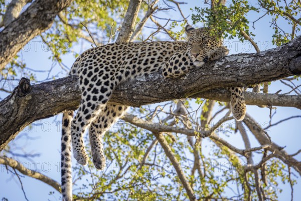 African leopard, Panthera pardus, lying on tree, Manyeleti Game Reserve, South Africa, Africa