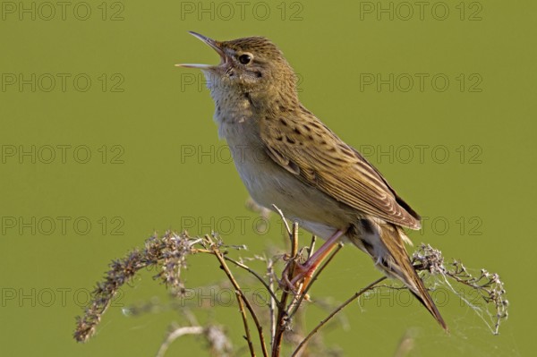 Common Grasshopper Warbler (Locustella naevia)