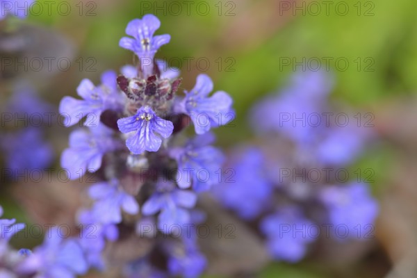 Kriechender Günsel (Ajuga reptans) Blossom from Ajuga reptans is commonly known as bugle, blue bugle