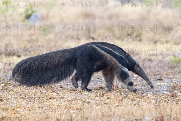 Giant anteater (Myrmecophaga tridactyla), at dusk, in front of sunrise, Pantanal, inland, wetland, UNESCO Biosphere Reserve, World Heritage Site, wetland biotope, Mato Grosso, Brazil, South America