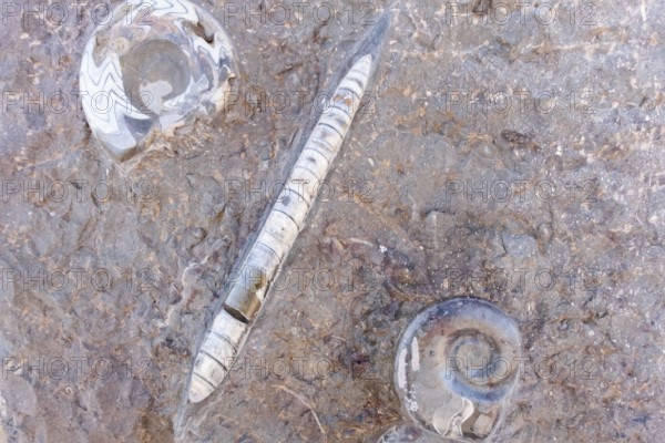 Fish and shellfish fossils recovered from Morocco's Atlas Mountains show that the desert was a sea in antiquity