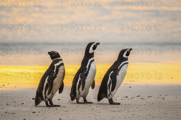 Magellanic penguins (Sphreniscus magellanicus), group in the morning light on a beach, Volunteer Point, Falkland Islands, Great Britain, South Atlantic, South America