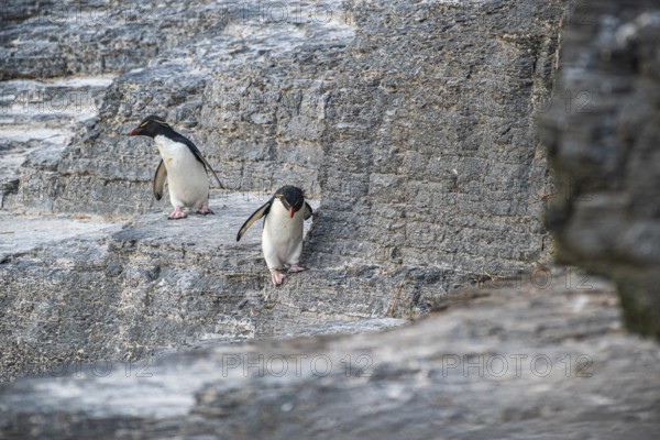 Rockhopper penguins (Eudyptes chrysocome) in their habitat, Bleaker Island, Falkland Islands, Great Britain, South Atlantic, South America