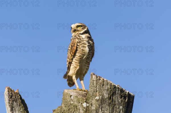 Beautiful owl (Glaucidium minutissimum) on top of a tree trunk