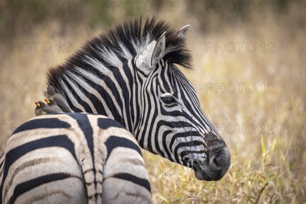 Plains zebra (Equus quagga) with red-billed oxpecker (Buphagus erythrorynchus) on its back, portrait, Manyeleti Game Reserve, South Africa, Africa