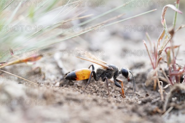 Golden digger wasp (Sphex funerarius), digs its nest in the sandy soil, Döberitzer Heide nature reserve, Brandenburg, Germany, Europe