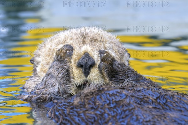 A sea otter (Enhydra lutris) holds its paws to its face in water with yellow reflections, Seward, Alaska, USA, North America