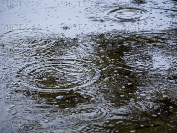 Raindrops circle in the water on the shore of the Schaalsee, Zarrentin am Schaalsee, Mecklenburg-Vorpommern, Germany, Europe