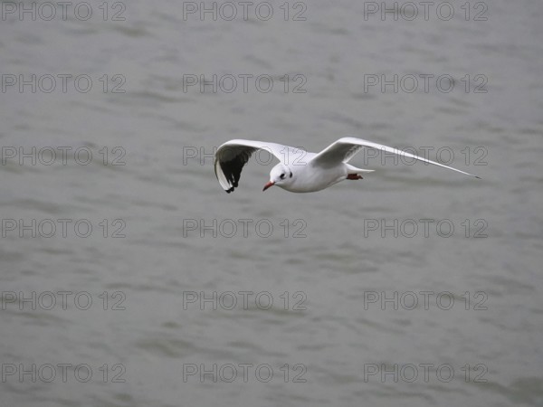 Flying seagull (Larinae) on the Rhine, blurred background, Cologne, Germany, Europe