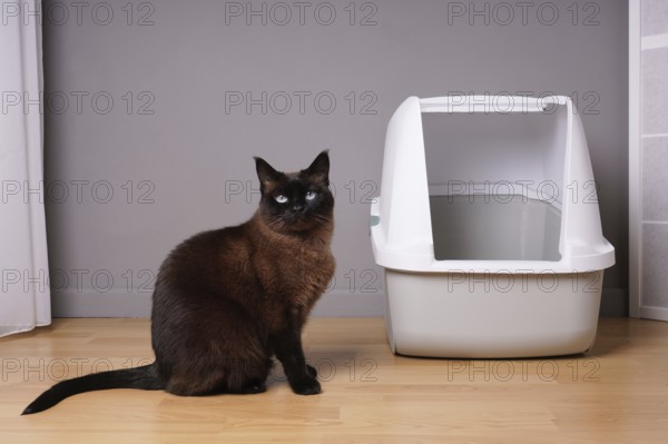 siamese cat sitting next to closed kitty litter box in living room at home