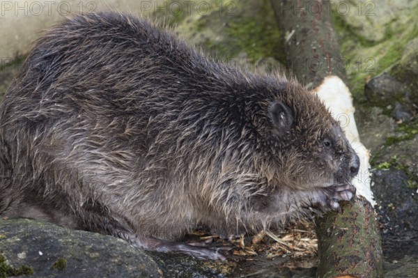 European beaver (Castor fiber)