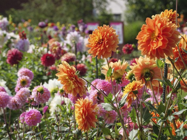 Vibrant garden with colourful dahlias in orange, pink and other colours on a sunny day, legden, münsterland, germany