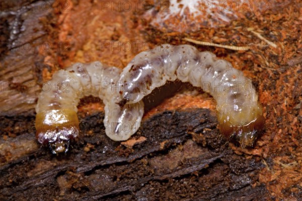 Ribbed pine borer, larvae (Rhagium inquisitor)