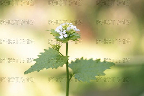 Garlic mustard (Alliaria petiolata), close-up of flowers and leaves, Velbert, North Rhine-Westphalia, Germany, Europe