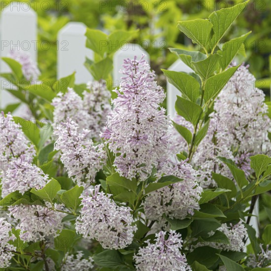 Korean lilac (Syringa patula 'Miss Kim')