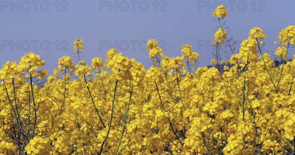 Wind and Rape field (brassica) napus, Normandy in France