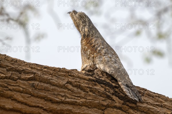 Giant day dormouse (Nyctibius grandis), Pantanal, inland, wetland, UNESCO Biosphere Reserve, World Heritage Site, wetland biotope, Mato Grosso, Brazil, South America