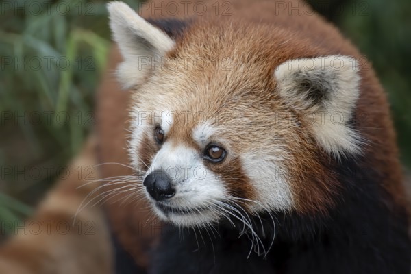Beautiful images of a red panda