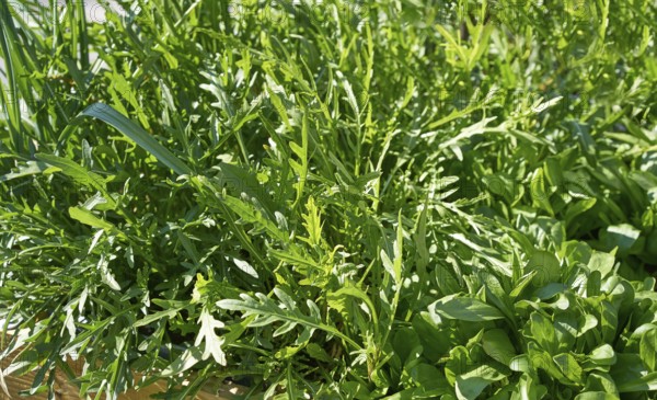 Arugula urban homestead orchard field with lambs lettuce in the right