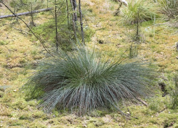 Bulrush (Juncus effusus)