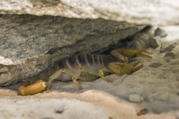 Desert scorpion under a Rock