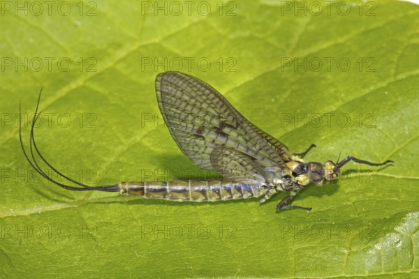 Ephemera danica (Ephemera danica)