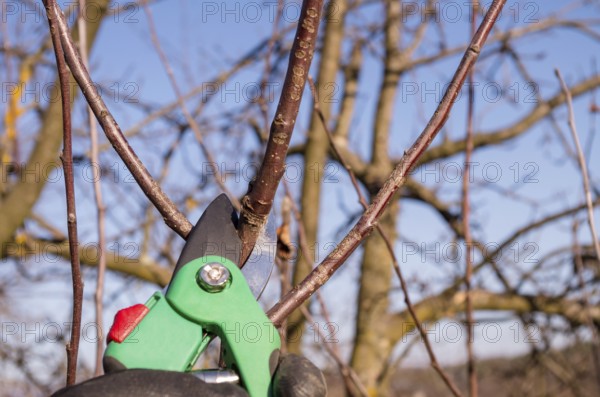 Spring pruning in the garden. Pruning an apple with garden shears. Spring pruning of fruit trees in the garden. A male hand holds a scissors to prune fruit trees. Closeup of a tree branch.