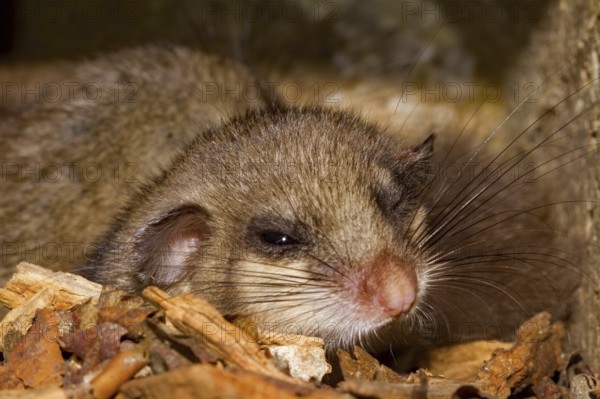 Edible dormouse (Glis glis), young in bird nesting box