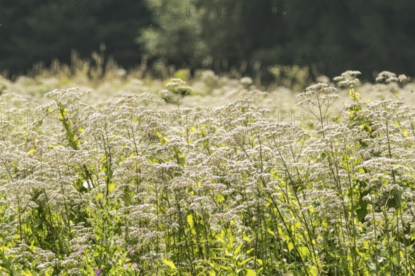 Valerian (Valeriana officinalis), Apotheker-Wiese, Hermann-Löns-park in Hannover, Lower Saxony, Germany, Europe