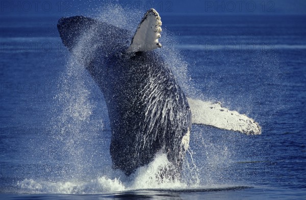 Humpback whale (megaptera novaeangliae), adult breeds, Alaska