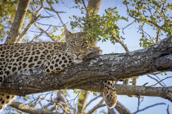 African leopard, Panthera pardus, lying on tree, portrait, Manyeleti Game Reserve, South Africa, Africa