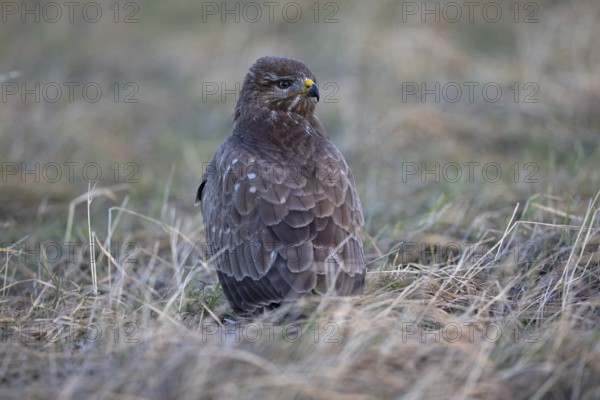 Steppe buzzard (Buteo buteo) on the ground, Thuringia, Germany, Europe