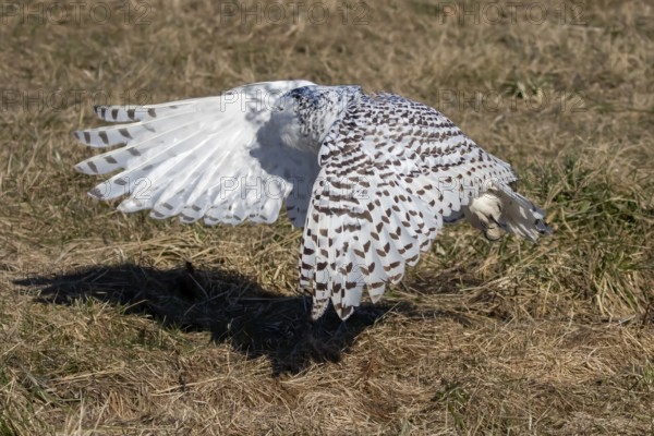 The Snowy owl, also known as the polar owl, the white owl and the Arctic owl on the shore Lake Michigan in winter during migration from the north