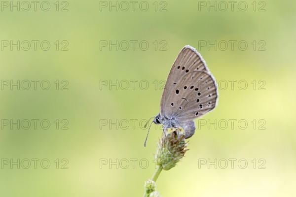 Pale meadow blue (Phengaris teleius), great burnet (Sanguisorba officinalis), butterfly laying eggs, North Rhine-Westphalia, Germany, Europe