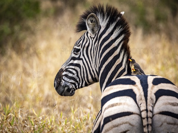 Plains zebra (Equus quagga) with red-billed oxpecker (Buphagus erythrorynchus) on its back, portrait, Manyeleti Game Reserve, South Africa, Africa