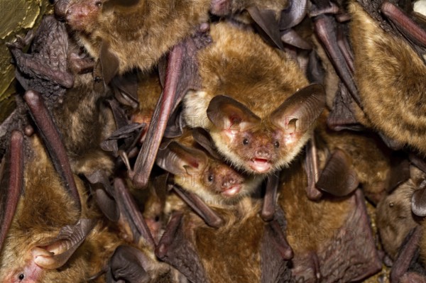 Bechstein's bats (Myotis bechsteinii)