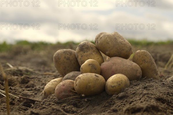 Heap of newly dug or harvested potatoes in a low angle view on rich brown earth in a concept of food cultivation