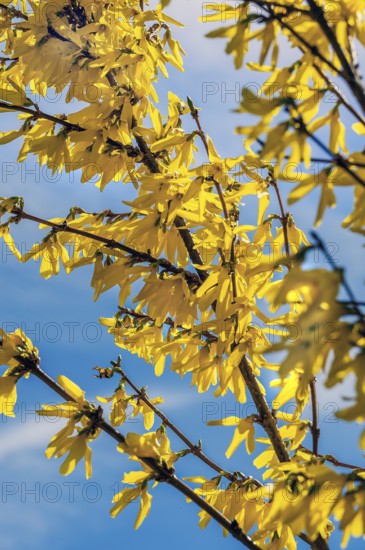 Flowering forsythia branches (Forsythia), Niedersonthofen, Allgäu, Swabia, Bavaria, Germany, Europe