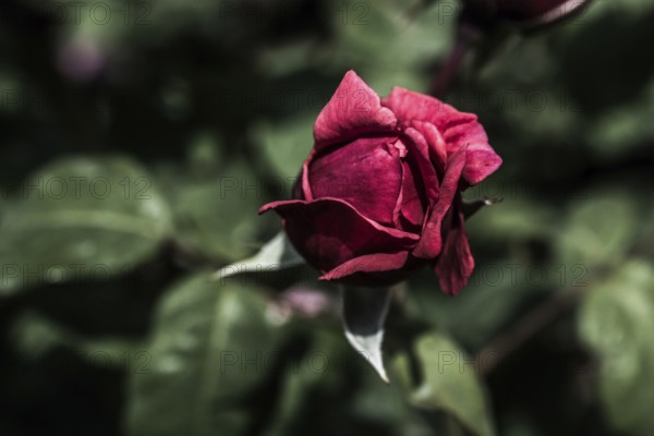 Blooming beautiful colorful rose bud in garden nature background