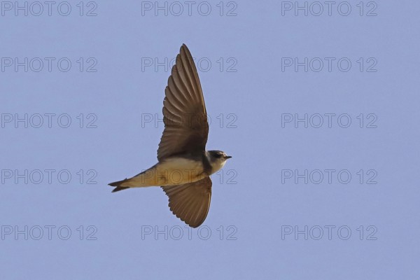 Sand martin with open wings flying right looking in front of blue sky
