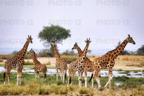 Ugandische Giraffe (Giraffa camelopardalis rothschildi) am Albertsee, Murchison Falls National Park Uganda