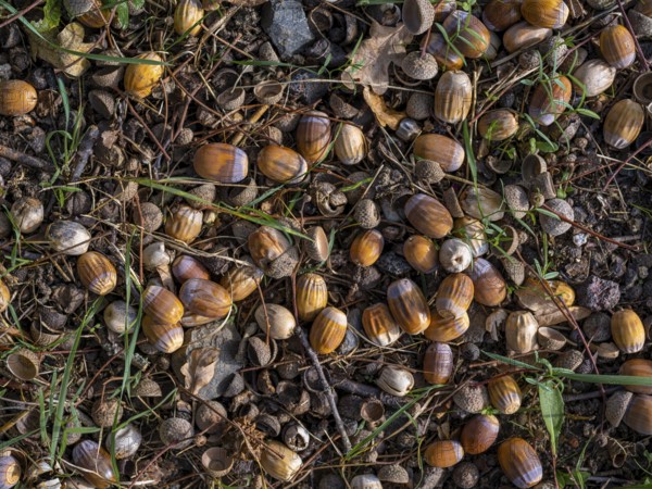 Acorns on the ground under an oak tree, Offenbach am Main, Hesse, Germany, Europe