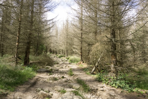The Hexenstieg in the Harz Mountains