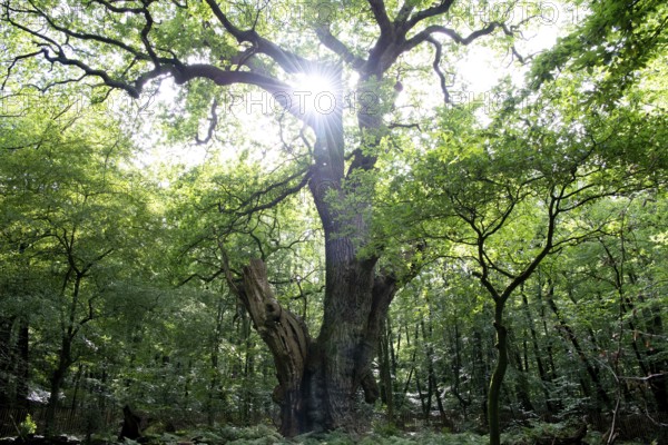 English oak (Quercus robur), Friederikeneiche natural monument, Hasbruch, Lower Saxony, Germany, Europe