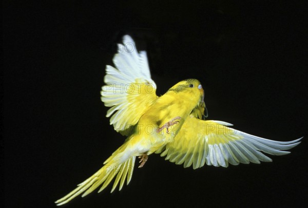 BUDGERIGAR (melopsittacus undulatus), ADULT IN FLIGHT