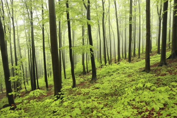 Spring beech forest in misty, rainy weather, Bischofskoppe Mountain, May, Poland, Europe