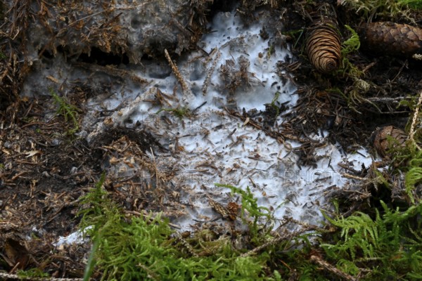 Mushroom mycelium
