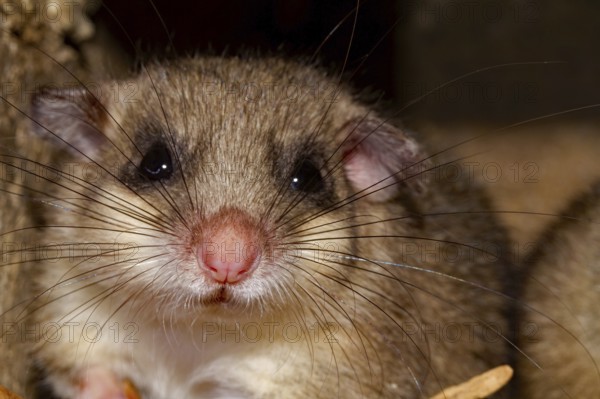 Edible dormouse (Glis glis), young